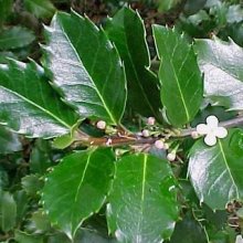Picture of Ilex Blue Prince (m) (2683)