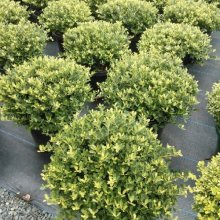 Picture of Ilex Helleri Balls (2691)