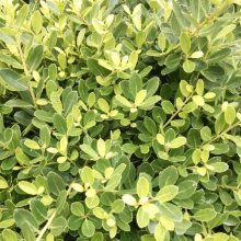 Picture of Ilex Helleri (2688)