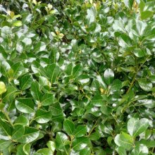 Picture of Ilex Hendersonii (2690)