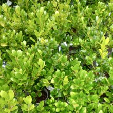 Picture of Ilex Lago (2693)