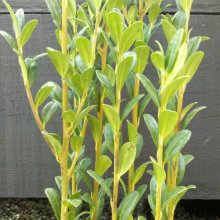 Picture of Ilex Sky Pencil (2695)