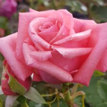 Imagine Std 80cm Single Bud-Rose Picture of Imagine Std 80cm Single Bud-Rose (31106)