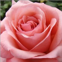 Imagine-Rose Picture of Imagine-Rose (11583)