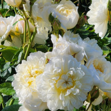 Picture of Imogen-Rose (29032)
