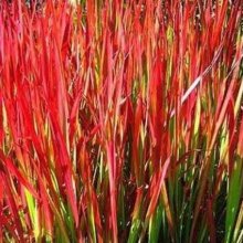 Imperata Cylindrica Red Baron Picture of Imperata Cylindrica Red Baron (9755)