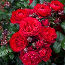 In Friendship Std 80cm-Rose Picture of In Friendship Std 80cm-Rose (30585)