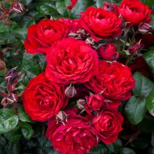 In Friendship-Rose Picture of In Friendship-Rose (30580)