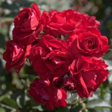 In Loving Memory Std 80cm-Rose Picture of In Loving Memory Std 80cm-Rose (10854)