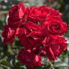 In Loving Memory-Rose Picture of In Loving Memory-Rose (10801)