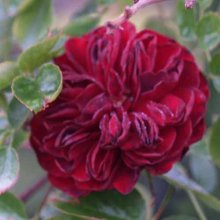 Indian Ruby Std Weeper 1.8m-Rose Picture of Indian Ruby Std Weeper 1.8m-Rose (2700)