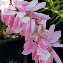 Picture of Indigofera Decora (7908)