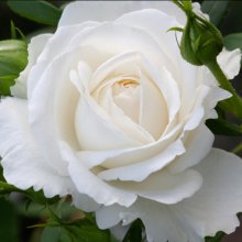 Picture of Infinity Clg-Rose (29924)