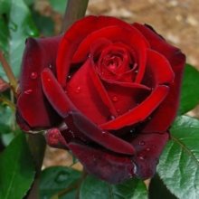 Ingrid Bergman Std 80cm-Rose Picture of Ingrid Bergman Std 80cm-Rose (2704)