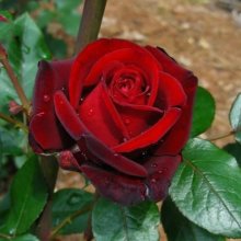 Ingrid Bergman-Rose Picture of Ingrid Bergman-Rose (2703)