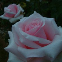 Integrity Std 80cm-Rose Picture of Integrity Std 80cm-Rose (10862)
