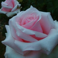 Integrity-Rose Picture of Integrity-Rose (2705)
