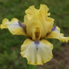 Iris Bearded Abbey Chant Picture of Iris Bearded Abbey Chant (8312)