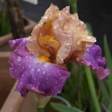 Picture of Iris Bearded Art Form (7652)