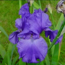 Iris Bearded Aussie Challenger Picture of Iris Bearded Aussie Challenger (7653)