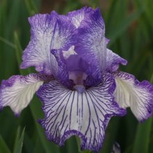 Iris Bearded Autumn Circus Picture of Iris Bearded Autumn Circus (7554)