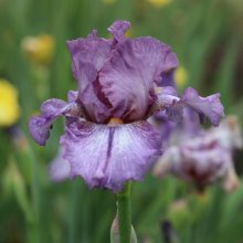 Picture of Iris Bearded Beaumonde (8248)