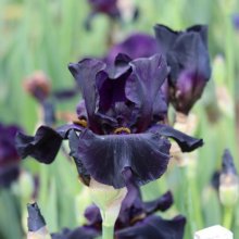 Picture of Iris Bearded Black As Night (30047)