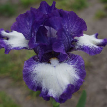 Picture of Iris Bearded Cee Jay (31190)