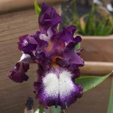 Picture of Iris Bearded Decker (7659)