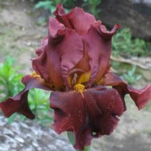 Picture of Iris Bearded Distant Fire (11210)