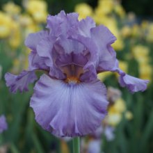 Picture of Iris Bearded Diversion (30440)