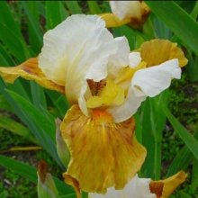 Iris Bearded Flambe Picture of Iris Bearded Flambe (9052)