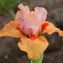 Iris Bearded Furioso Picture of Iris Bearded Furioso (8202)