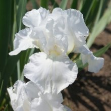 Iris Bearded Immortality Picture of Iris Bearded Immortality (10040)