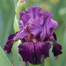 Iris Bearded Irwell Blues Party Picture of Iris Bearded Irwell Blues Party (31197)