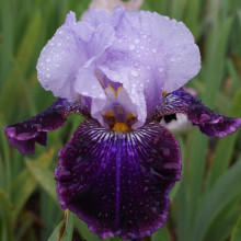 Iris Bearded Irwell Waiting Lass Picture of Iris Bearded Irwell Waiting Lass (31199)