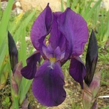 Iris Bearded Kochhii Picture of Iris Bearded Kochhii (7478)