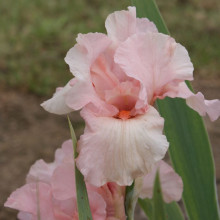 Iris Bearded Leonora Pearl Picture of Iris Bearded Leonora Pearl (31193)