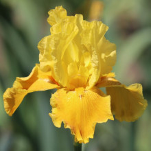 Iris Bearded Love the Sun Picture of Iris Bearded Love the Sun (31200)