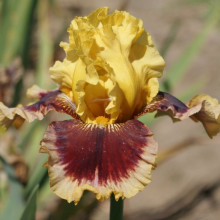 Iris Bearded Mastery Picture of Iris Bearded Mastery (31204)