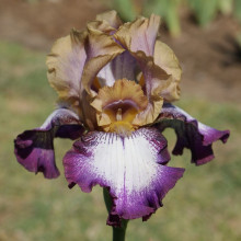 Picture of Iris Bearded Montage (31205)