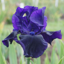 Picture of Iris Bearded Night to Remember (31206)