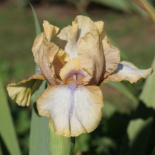 Picture of Iris Bearded Oolay (31194)