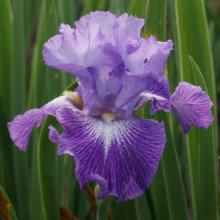 Iris Bearded Pebble Fresh Picture of Iris Bearded Pebble Fresh (7611)