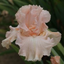 Iris Bearded Pink Attraction Picture of Iris Bearded Pink Attraction (8252)