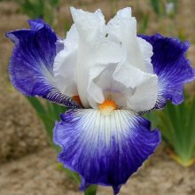 Picture of Iris Bearded Ruben Bleu (11213)