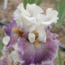 Iris Bearded Rumours Picture of Iris Bearded Rumours (11206)