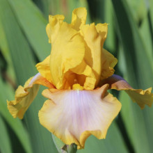 Picture of Iris Bearded Saturnalia (31209)