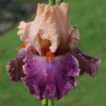 Iris Bearded Sterling Romance Picture of Iris Bearded Sterling Romance (31210)
