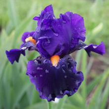 Picture of Iris Bearded Tom Johnson (31211)
